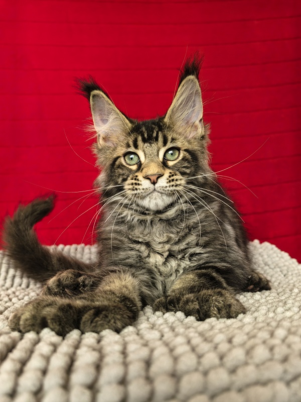 Elit Dev Akbars (polydactyl 66/66) - Kitten maine-coon 3 months