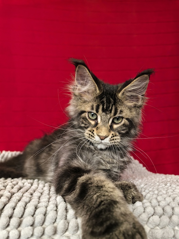 Elit Dev Akbars (polydactyl 66/66) - Kitten maine-coon 3 months