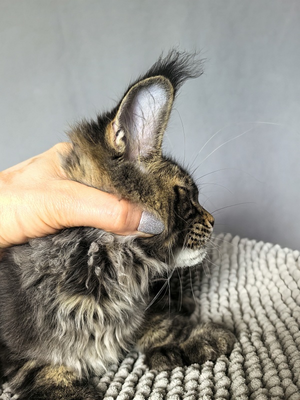 Elit Dev Akbars (polydactyl 66/66) - Kitten maine-coon 3 months 1.5 week