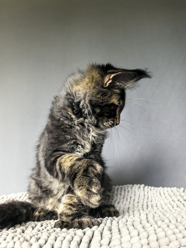 Elit Dev Akbars (polydactyl 66/66) - Kitten maine-coon 3 months 1.5 week