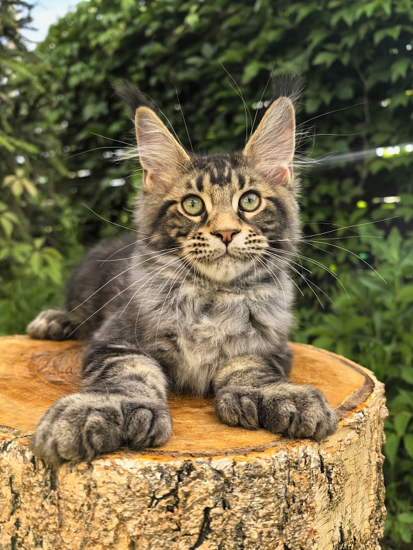 Elit Dev Akbars (polydactyl 66/66) - Kitten maine-coon 3 months 1.5 week