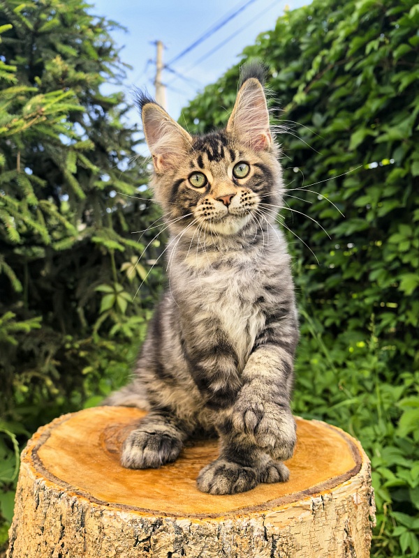 Elit Dev Akbars (polydactyl 66/66) - Kitten maine-coon 3 months 1.5 week