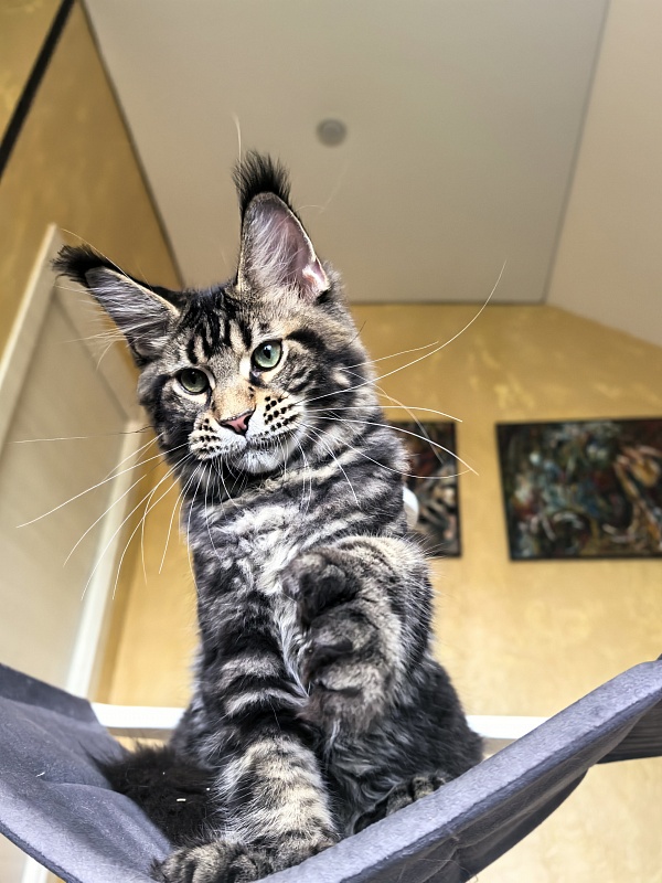 Elit Dev Akbars (polydactyl 66/66) - Kitten maine-coon 4 months 3 weeks
