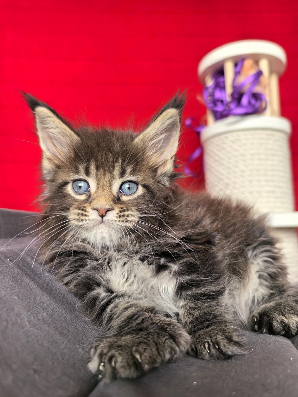 Elit Dev Akbars (polydactyl 66/66) - Kitten maine-coon 1 month 1.5 week