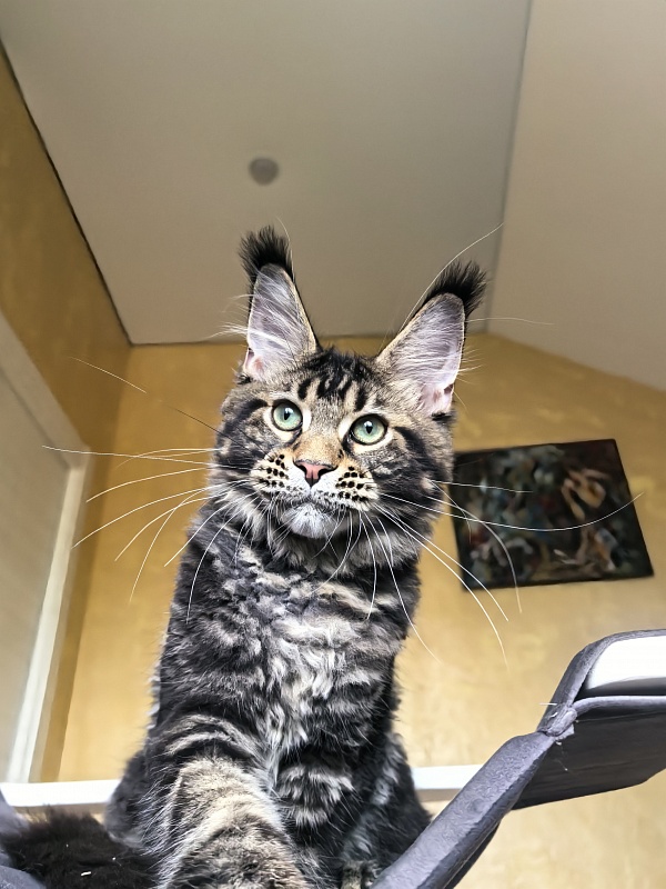Elit Dev Akbars (polydactyl 66/66) - Kitten maine-coon 4 months 3 weeks