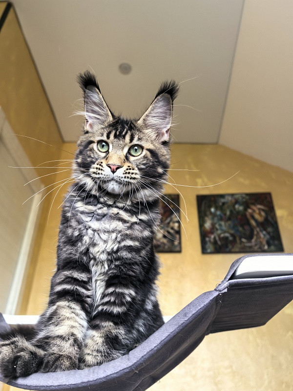 Elit Dev Akbars (polydactyl 66/66) - Kitten maine-coon 4 months 3 weeks