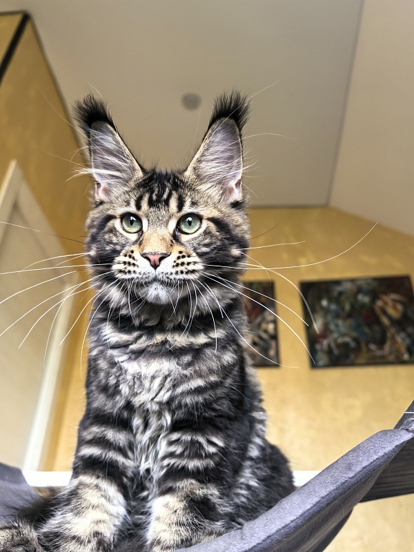 Elit Dev Akbars (polydactyl 66/66) - Kitten maine-coon 4 months 3 weeks