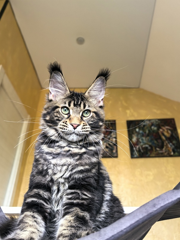 Elit Dev Akbars (polydactyl 66/66) - Kitten maine-coon 4 months 3 weeks