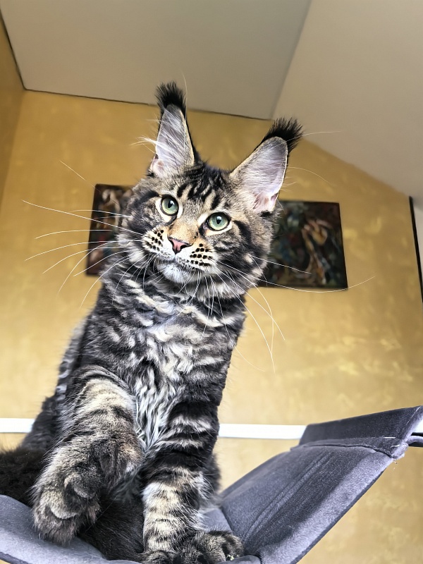 Elit Dev Akbars (polydactyl 66/66) - Kitten maine-coon 4 months 3 weeks