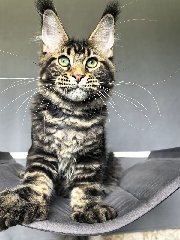 Elit Dev Akbars (polydactyl 66/66) - Kitten maine-coon 4 months 3 weeks