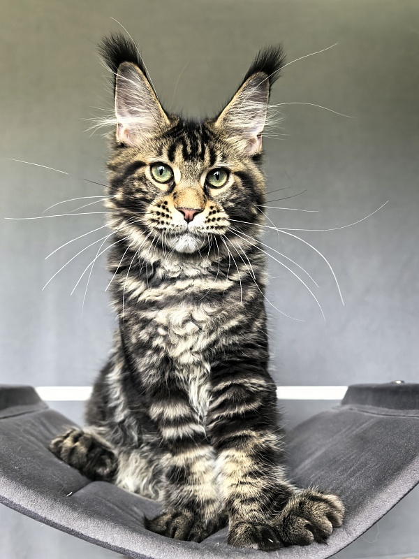 Elit Dev Akbars (polydactyl 66/66) - Kitten maine-coon 4 months 3 weeks