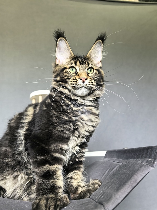 Elit Dev Akbars (polydactyl 66/66) - Kitten maine-coon 4 months 3 weeks