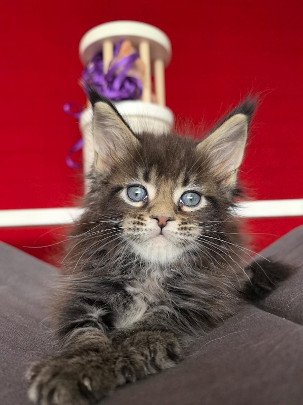 Elit Dev Akbars (polydactyl 66/66) - Kitten maine-coon 1 month 1.5 week
