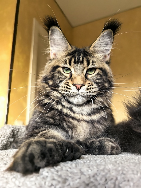 Elit Dev Akbars (polydactyl 66/66) - Kitten maine-coon 6 months 1 week