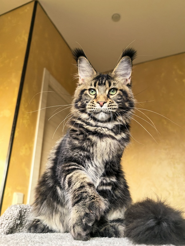 Elit Dev Akbars (polydactyl 66/66) - Kitten maine-coon 6 months 1 week