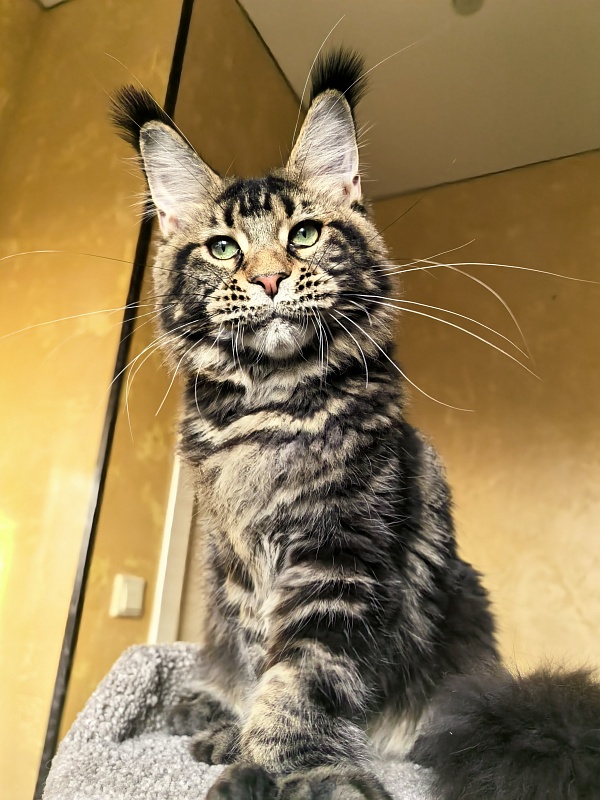 Elit Dev Akbars (polydactyl 66/66) - Kitten maine-coon 6 months 1 week