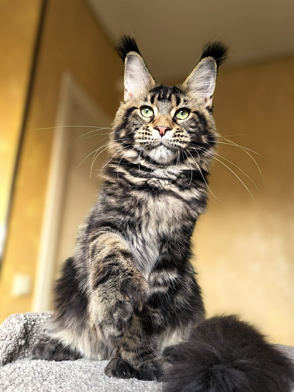 Elit Dev Akbars (polydactyl 66/66) - Kitten maine-coon 6 months 1 week