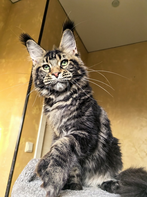 Elit Dev Akbars (polydactyl 66/66) - Kitten maine-coon 6 months 1 week