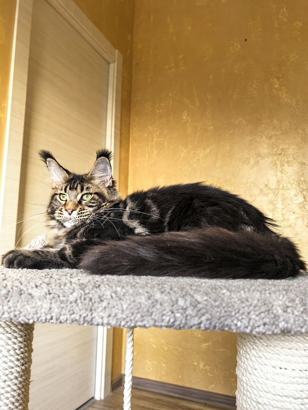 Elit Dev Akbars (polydactyl 66/66) - Kitten maine-coon 6 months 1 week