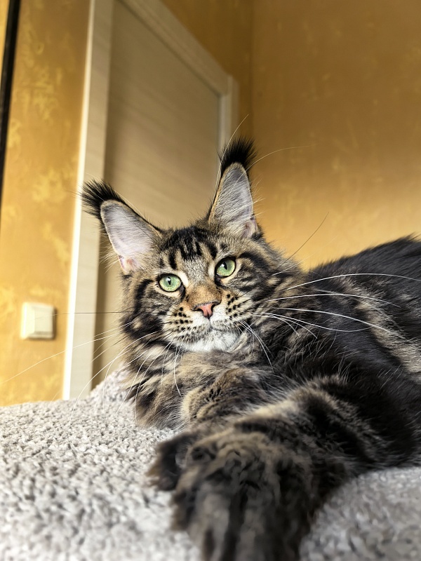 Elit Dev Akbars (polydactyl 66/66) - Kitten maine-coon 6 months 1 week