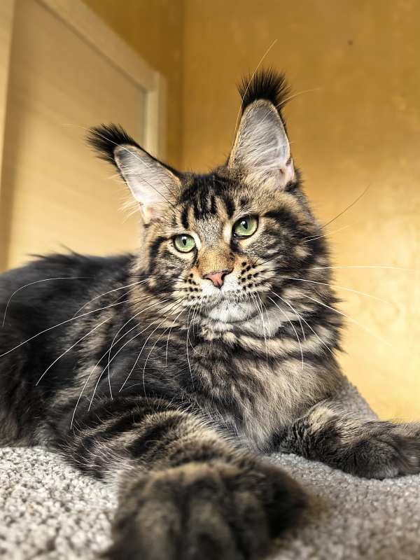Elit Dev Akbars (polydactyl 66/66) - Kitten maine-coon 6 months 1 week