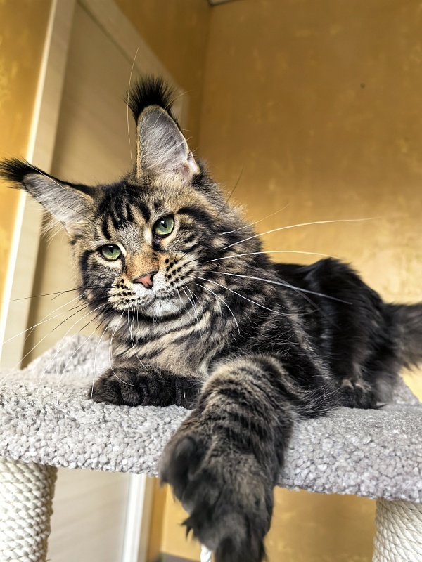 Elit Dev Akbars (polydactyl 66/66) - Kitten maine-coon 6 months 1 week