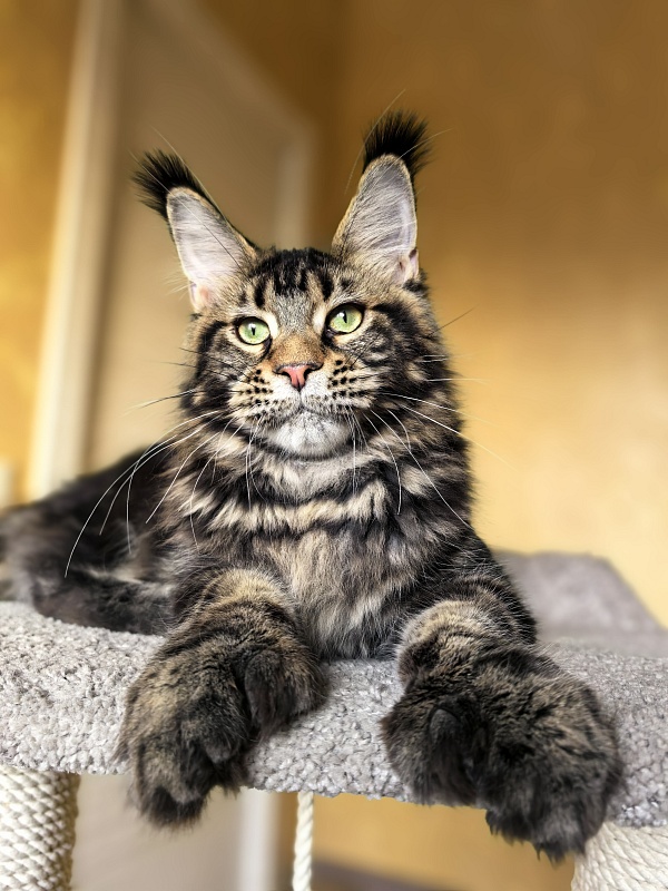 Elit Dev Akbars (polydactyl 66/66) - Kitten maine-coon 6 months 1 week