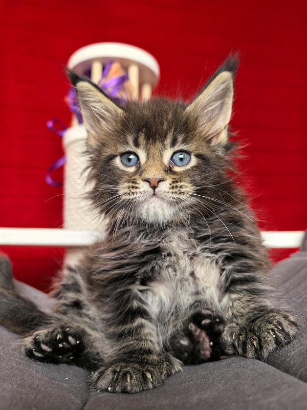 Elit Dev Akbars (polydactyl 66/66) - Kitten maine-coon 1 month 1.5 week