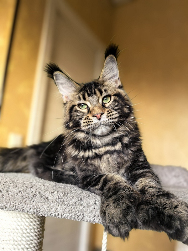 Elit Dev Akbars (polydactyl 66/66) - Kitten maine-coon 6 months 1 week