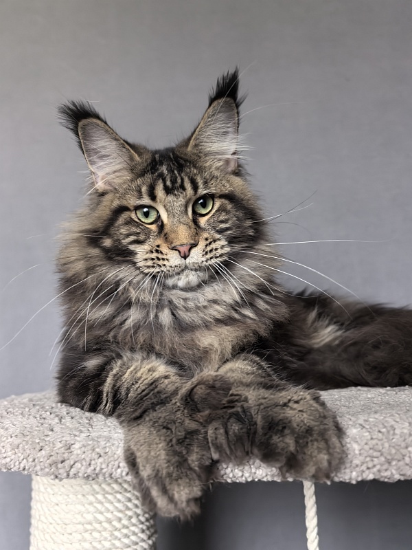 Elit Dev Akbars (polydactyl 66/66) - Junior maine-coon 7 months 3 weeks