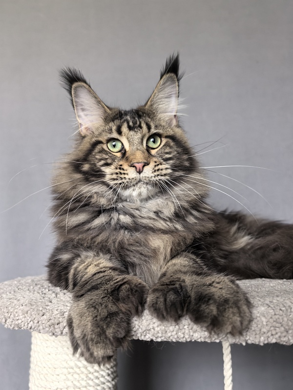 Elit Dev Akbars (polydactyl 66/66) - Junior maine-coon 7 months 3 weeks