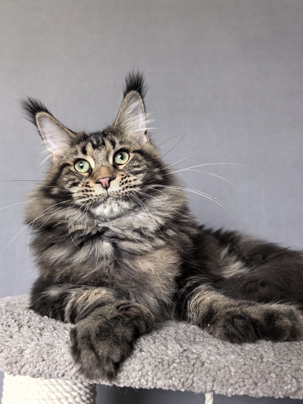 Elit Dev Akbars (polydactyl 66/66) - Junior maine-coon 7 months 3 weeks