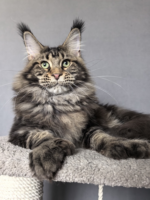 Elit Dev Akbars (polydactyl 66/66) - Junior maine-coon 7 months 3 weeks