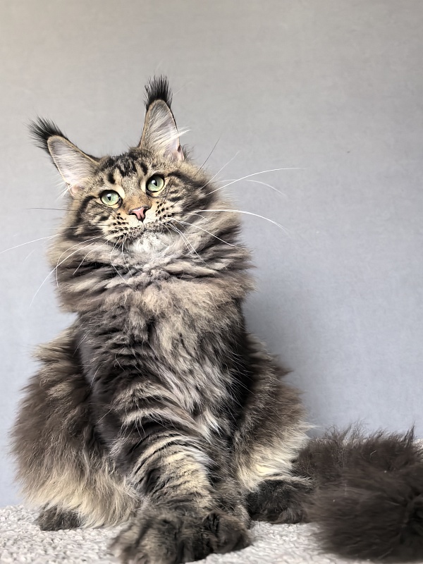 Elit Dev Akbars (polydactyl 66/66) - Junior maine-coon 7 months 3 weeks