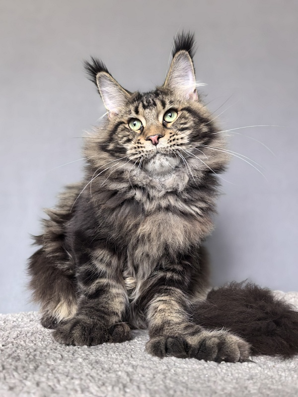 Elit Dev Akbars (polydactyl 66/66) - Junior maine-coon 7 months 3 weeks