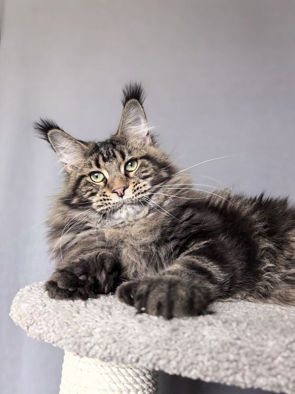Elit Dev Akbars (polydactyl 66/66) - Junior maine-coon 7 months 3 weeks