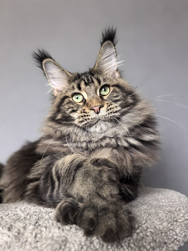 Elit Dev Akbars (polydactyl 66/66) - Junior maine-coon 7 months 3 weeks