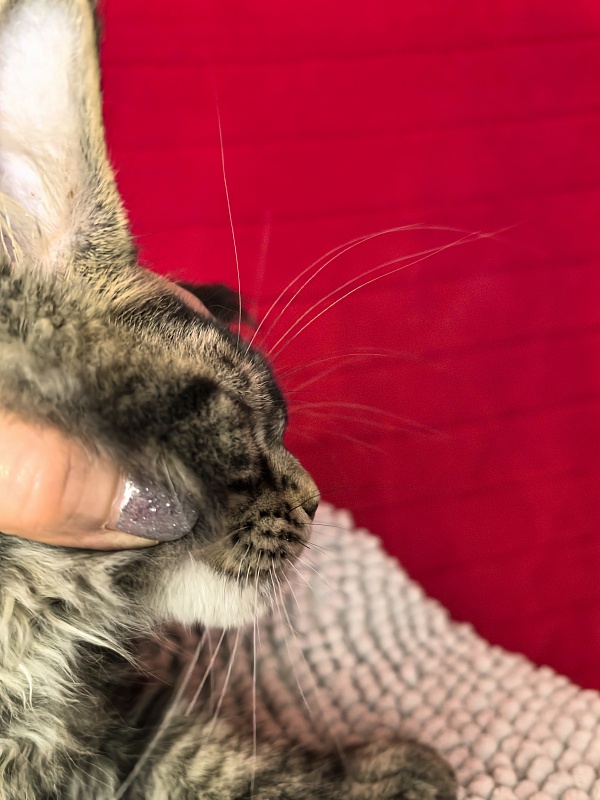 Elit Dev Akbars (polydactyl 66/66) - Kitten maine-coon 3 months