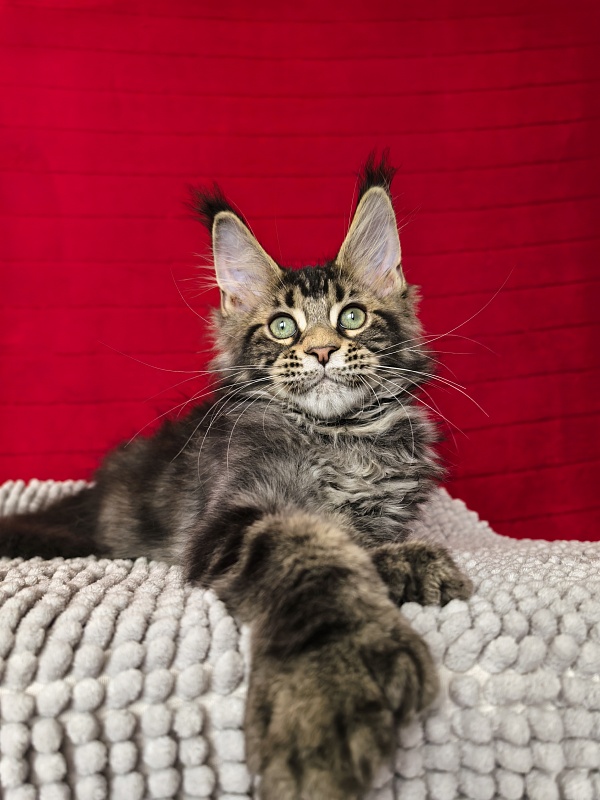Elit Dev Akbars (polydactyl 66/66) - Kitten maine-coon 3 months