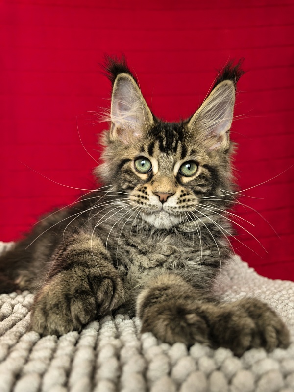 Elit Dev Akbars (polydactyl 66/66) - Kitten maine-coon 3 months