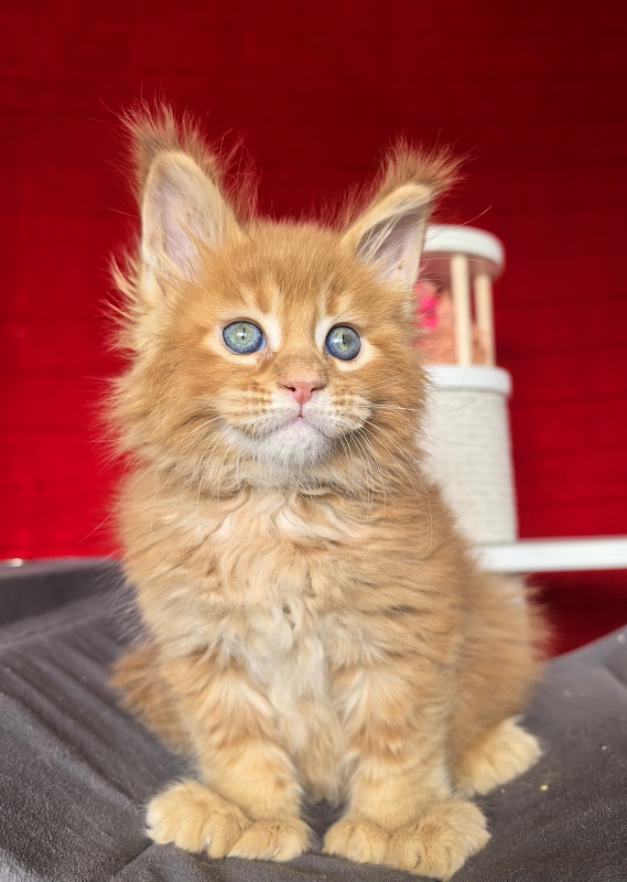 Elit Darina  Akbars (polydactyl 66/66) - Kitten maine-coon 1 month 1.5 week