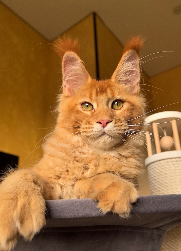 Elit Darina  Akbars (polydactyl 66/66) - Kitten maine-coon 4 months 3 weeks