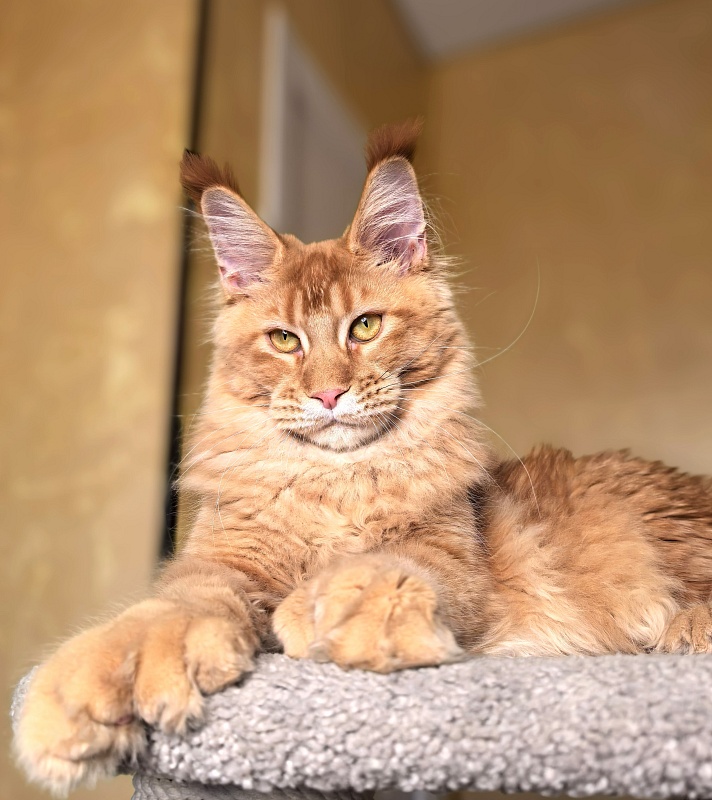 Elit Darina  Akbars (polydactyl 66/66) - Kitten maine-coon 6 months 2.5 weeks