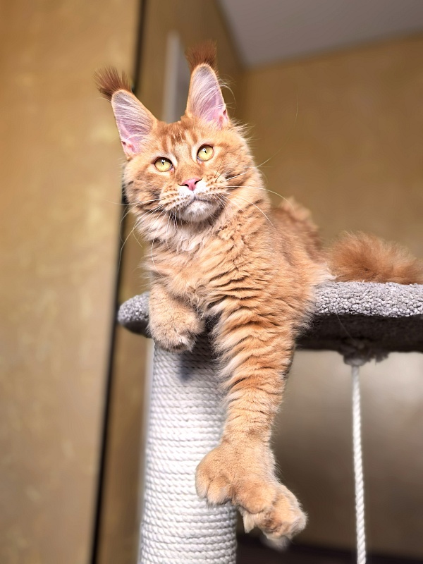 Elit Darina  Akbars (polydactyl 66/66) - Kitten maine-coon 6 months 2.5 weeks