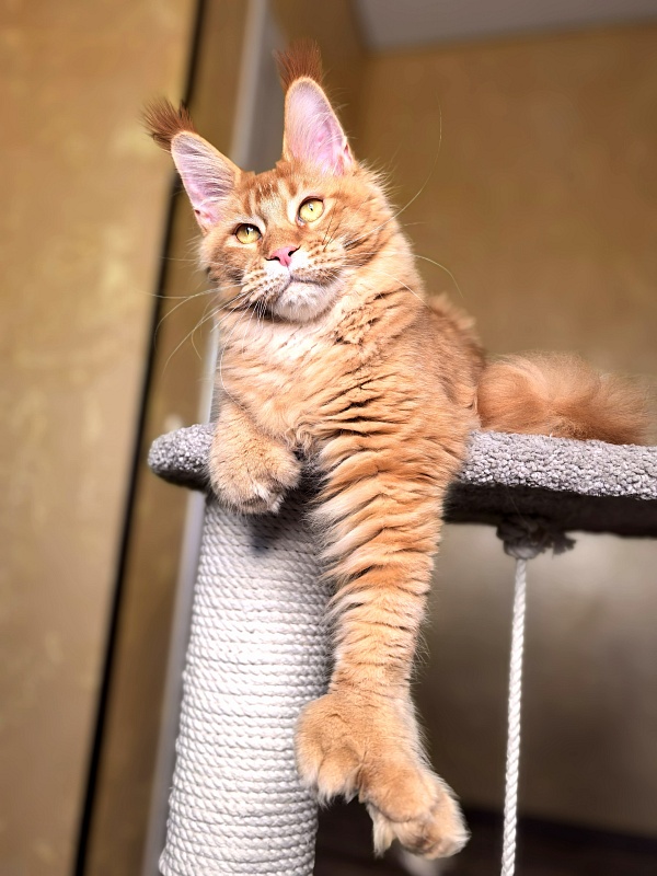 Elit Darina  Akbars (polydactyl 66/66) - Kitten maine-coon 6 months 2.5 weeks