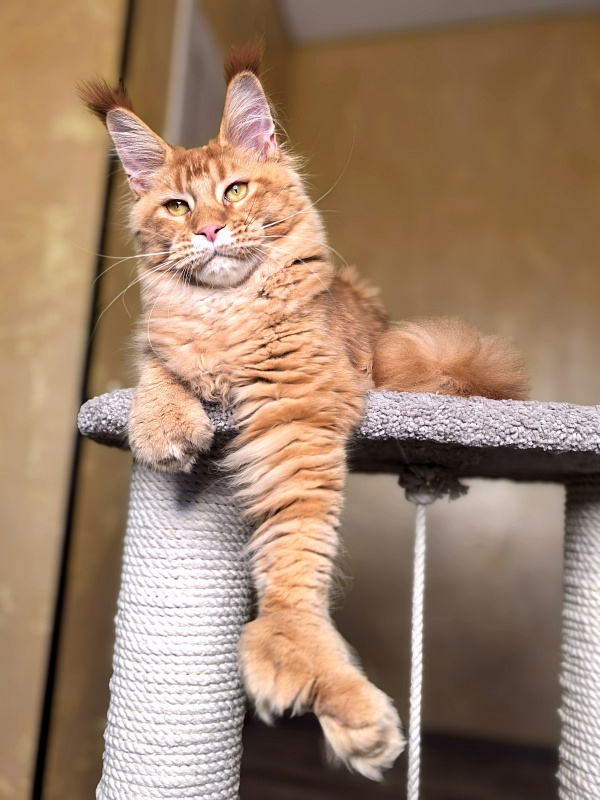 Elit Darina  Akbars (polydactyl 66/66) - Kitten maine-coon 6 months 2.5 weeks