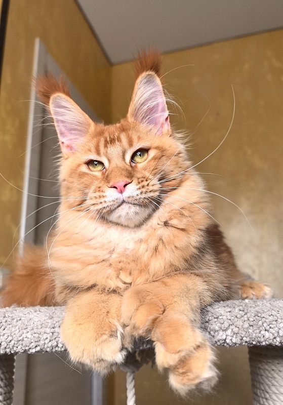 Elit Darina  Akbars (polydactyl 66/66) - Kitten maine-coon 6 months 2.5 weeks