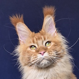 Elit Darina  Akbars (polydactyl 66/66)