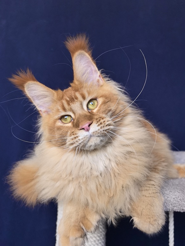 Elit Darina  Akbars (polydactyl 66/66) - Adult maine-coon 10 months