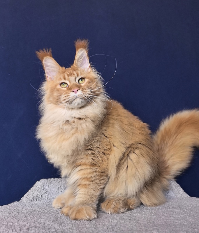 Elit Darina  Akbars (polydactyl 66/66) - Adult maine-coon 10 months
